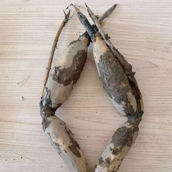 藕苗藕种荷花苗莲藕苗盆栽莲花苗食用高产水生植物蔬菜苗荷花种藕 两