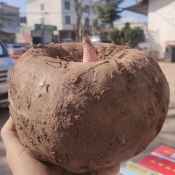 正宗四川魔芋球高产小磨芋四季种植脱水消毒花魔芋球小个的鸡蛋大小的
