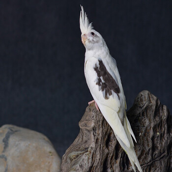 闽笼特色玄凤鹦鹉高端活鸟活物鸟粮鸟笼手养幼鸟活体亲人观赏宠物白脸