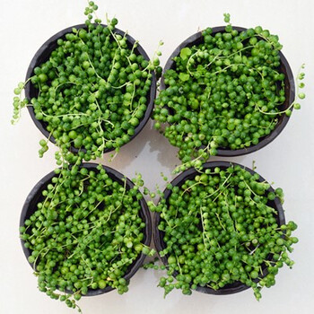 佛珠吊兰盆栽垂吊植物珍珠吊兰室内情人泪多肉植物紫玄月植物4盆佛株