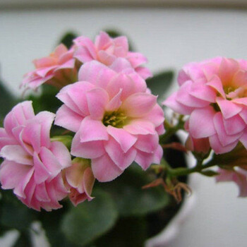 长寿花盆栽花苗重瓣大花老桩室内花卉植物d7粉色带花苞发货不含盆