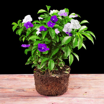 双色茉莉花苗盆栽香味浓郁室内花卉绿植盆景植物白色茉莉 图片价格品牌报价 京东