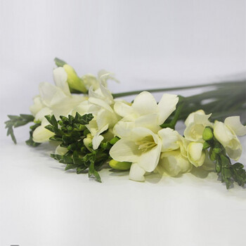 荷兰香雪兰小苍兰鲜花高端家用办公室鲜切花婚庆装饰水养节日礼物白色