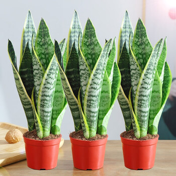 若绿 金边虎皮兰盆栽室内客厅银脉白玉大型可水培植物新房装修 20-25cm高/原盆 3盆装