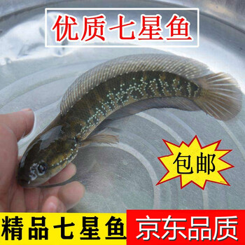 精品七星鱼冷水观赏鱼淡水食用山斑月鳢蛇鱼肉食原生珍珠雷龙鱼七星鱼成鱼5斤 图片价格品牌报价 京东 精品七星鱼冷水观赏鱼淡水食用山斑月鳢蛇鱼肉食原生珍珠雷龙鱼七星鱼成鱼5斤 图片价格品牌报价 京东