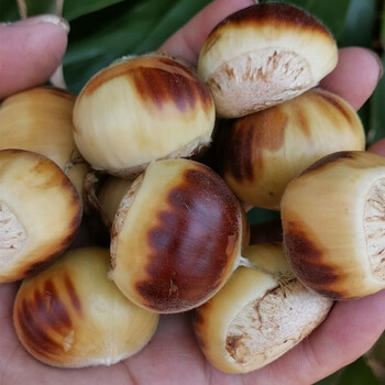 2022新生新鲜白壳嫩栗子花壳嫩子白皮生吃甘栗野生有,机汇 1kg 板栗