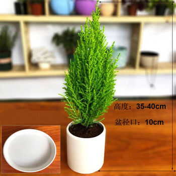 香冠柏小香松盆栽植物圣诞树盆景绿植办公室内香柏d7 1 香松 白色圆形瓷盆 含盆 图片价格品牌报价 京东 香冠柏小香松盆栽植物圣诞树盆景绿植办公室内香柏d7 1 香松 白色圆形瓷盆 含盆 图片价格品牌报价 京东