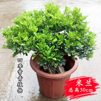 花苗九里香盆栽花四季开花不断室内香花植物老桩 米兰4年苗{带花苞}