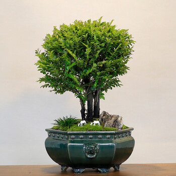 大型小叶紫檀盆景老桩植物黑古茶室内客厅阳台四季常青绿植盆栽大型