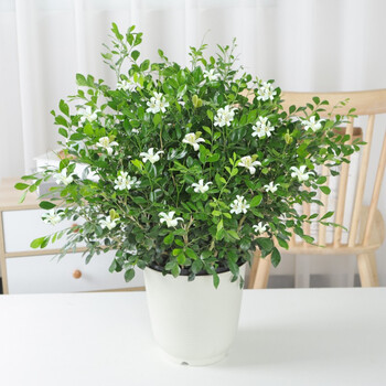 嫣蓝丛生含白色塑料盆 嫣蓝大型绿植盆栽九里香丛生夜来香花树浓香型花卉室内外九里香盆栽庭院植物老桩四季开花 丛生含白色塑料盆 行情报价价格评测 京东