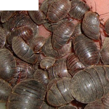 伟博土元土鳖虫地鳖虫蛰虫新鲜活体土元散装官方品质活土元250g成虫