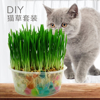 29元拍5件!水晶猫草小猫零食价格走势稳步上涨,满足宠物舒适需求