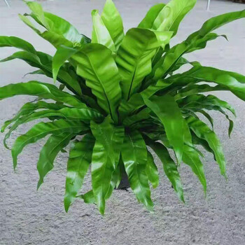 特级展叶鸟巢蕨 带盆栽好