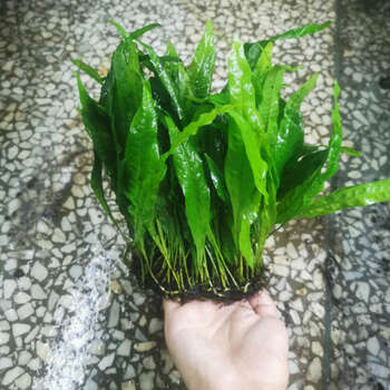 皇冠大叶绿九冠水下叶不用二氧化碳四季淡水阴性水草 阔叶铁皇冠一板