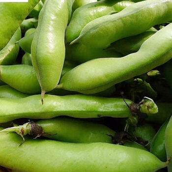 贵州农家新鲜嫩蚕豆胡豆菜蔬菜类鲜豆角罗汉带壳葫豆素菜批发5斤装