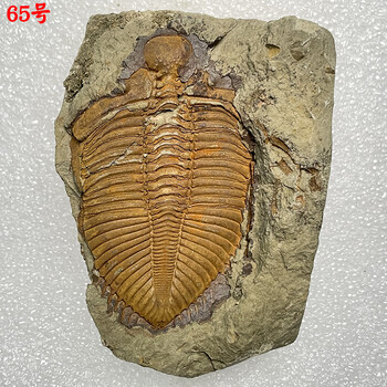 2022新款三叶虫化石天然古生物三叶虫化石王冠三叶虫儿童地质科普教学