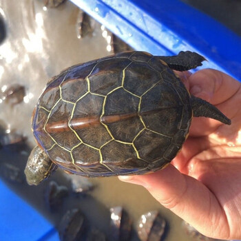 double yellow中华黑腹草龟活物活体墨龟长寿放生招财乌龟活体 普通