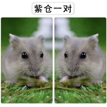 网红小仓鼠活物布丁紫仓三线金丝熊宝宝宠物幼崽活体紫仓一对 下单备注性别 图片价格品牌报价 京东