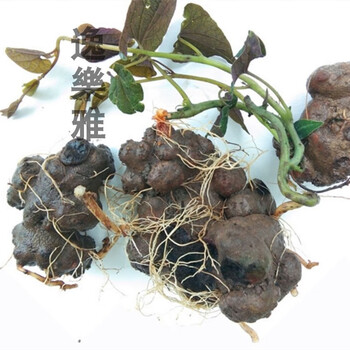 北京同仁堂原料贵州新鲜背蛇生野生中药材朱砂连蛇莲白蛇胆避蛇生辟虺