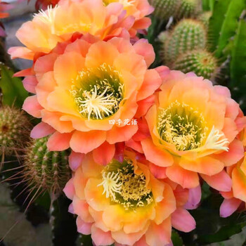 飞碟毛花柱 杂交彩草仙人球仙人柱 红星毛花柱随机品种毛花柱植物 杏