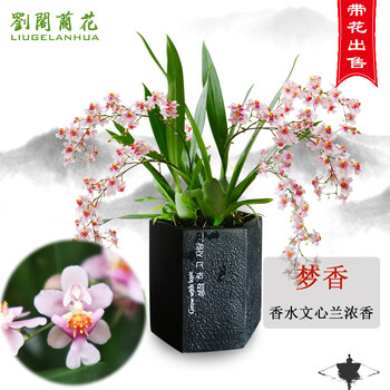 劉閣蘭花懒人3色文心兰奶香味兰花苗梦香现带花苞出售 香水文心兰花卉盆栽 粉色多苗带3小花剑，带懒人盆