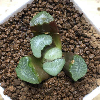 *轻奢多肉植物卷玉露寿霓虹灯冰灯玉露肉肉抖音sn4499 布引万象3-4厘