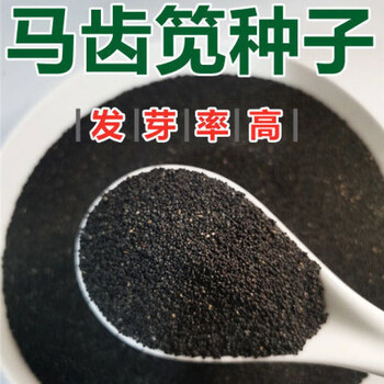 阳台庭院种植长寿菜马齿苋籽 -量大联系客服 【精选】马齿苋种子10克