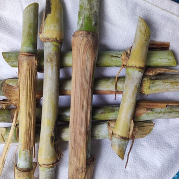 卓天(zhuotian)甜象草三号种节双节无毛耐寒巨菌草新型皇竹草四季