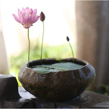 微型碗莲带花苞种藕根茎带叶子成品杯苗新手迷你小荷花苗小型碗莲