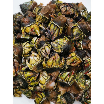 笔架螺海佛手鹅颈藤壶龟脚螺狗爪螺手工岸礁开采500g份