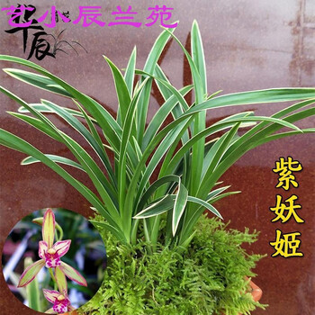 特价5苗连体金边兰紫妖姬兰花苗绿植盆栽室内花卉花苗易活紫妖姬1苗