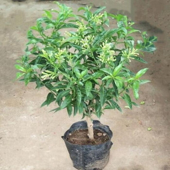 夜来香6年大苗夜来香花苗盆栽阳台庭院夏季草树苗夜来香植物花卉当年开花南方北方均可种植推荐6年大苗开花多 图片价格品牌报价 京东