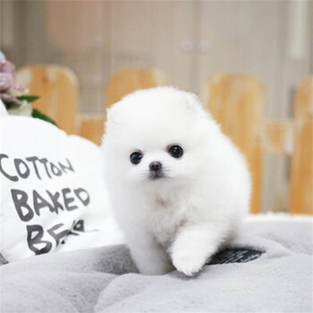 纯种博美幼犬茶杯犬黄色白色宠物狗活体长不大的可爱茶杯狗搏美哈多利系球型博美俊介狗狗小狗崽活体宠物茶杯级h 公 图片价格品牌报价 京东