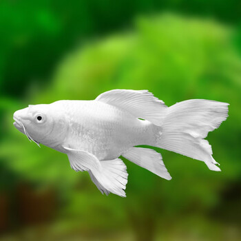 神龙潭台湾蝴蝶鲤鱼普身46cm3条石膏白冷水鱼短身贵妃球体白金长尾