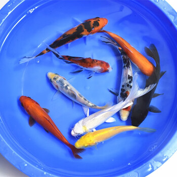 贝冠奇金鱼活体 观赏鱼 草金冷水鱼 锦鲤活鱼 小型小金鱼宠物活体鱼 锦鲤6条9-12厘米（颜色随机）