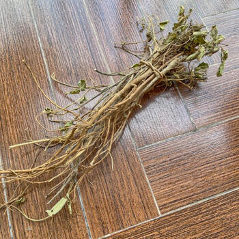 野生狸尾草羊咩香草药精选六月采摘新货干货煮茶煲汤 老根25克(一人次