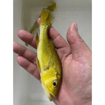 vieruodis黄金巴西亚皇冠三间金老虎鱼苗活体大型热带鱼观赏鱼黄金