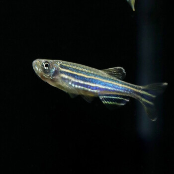 青青自然斑马鱼热带鱼观赏鱼小型淡水宠物鱼好活易养饲料鱼闯缸鱼小鱼