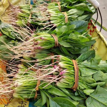 味蕾乐 贵州农家新鲜菠菜甜菜火锅食材鲜蔬菜矮脚红根笨菠菜顺丰航空