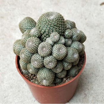 仙人球】多肉盆栽室内迷你肉肉仙人掌科多肉植物小盆栽  城堡山8cm