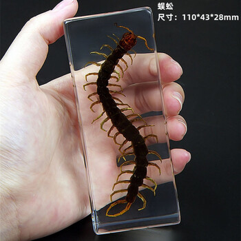 昆虫标本真虫甲虫蜘蛛锹甲天牛蝎子螳螂蜥蜴琥珀标本摆件 大号蜈蚣