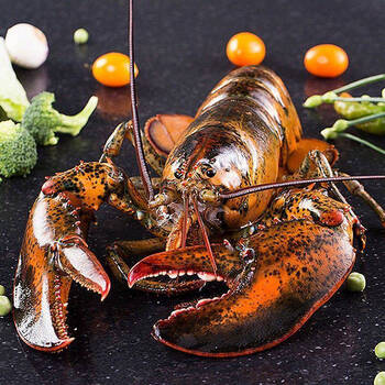 龙虾鲜活波士顿大龙虾特大波龙澳龙青岛海鲜水产加拿大龙虾仔 900