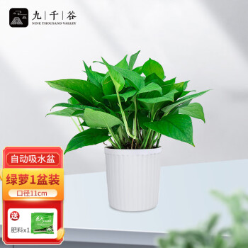 2023年8月30日更新【万能白菜价】的图片 第19张