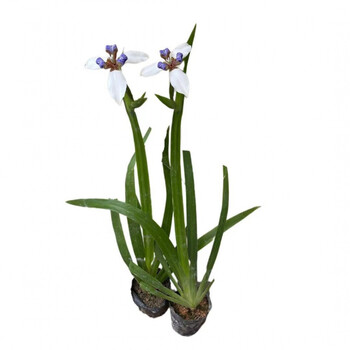 巴西鸢尾兰 阳台庭院盆栽巴西鸢尾兰花 玉蝴蝶易养活植物四季常绿 10