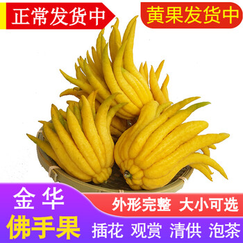 辰实【黄果】佛手柑 金华香橼果 佛手果新鲜特产佛手鲜果供佛 1斤 小果6-8个（黄果）