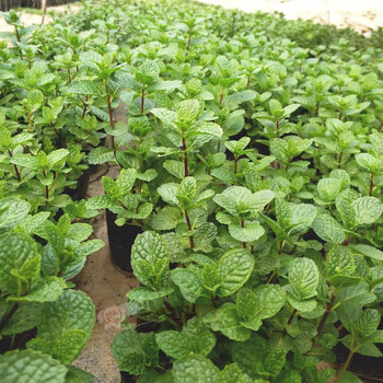 薄荷小苗阳台庭院植物净化空气办公室绿植薄荷苗 三株 含盆
