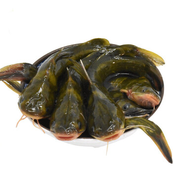 春光岛黄骨鱼 黄刺汪丫黄颡昂刺 鱼 黄辣丁昂公嘎鱼新鲜鲜活 野生黄骨