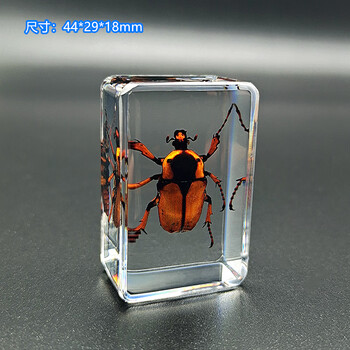 儿童幼儿园教学真实昆虫树脂标本蝗虫蜜蜂金龟子锹甲蜘蛛skids沥斑鳞