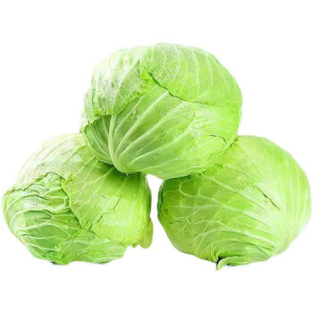 品新鲜绿甘蓝29斤圆白菜农家卷心沙拉椰菜包菜蔬菜45斤装精品绿甘蓝