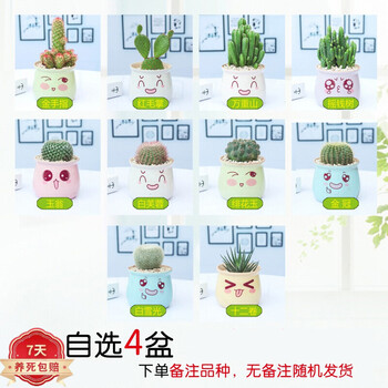 仙人球盆栽办公室桌植物室内开花多肉绿植植物万重山仙人掌z6 B自选4盆【下单备注品种】 含盆